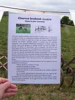 Charrue brabant double (30eme fete des moissons de Saint-Jean-de-Touslas) (txt)